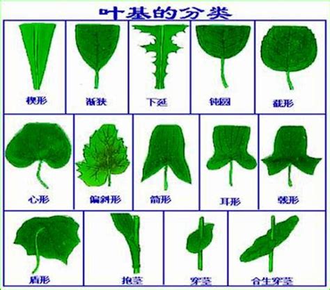 葉形狀|葉(植物的六大器官之一):形態特徵,葉片,葉柄,托葉,顏色…